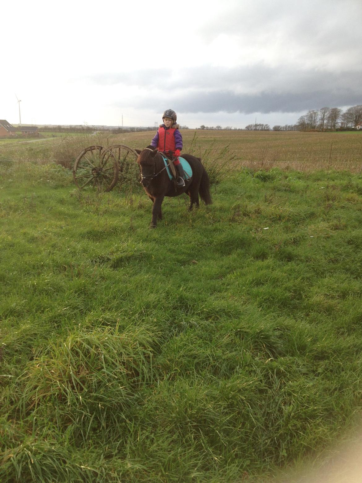 Anden særlig race Louie ( Herkules hos forige ejer ) billede 31