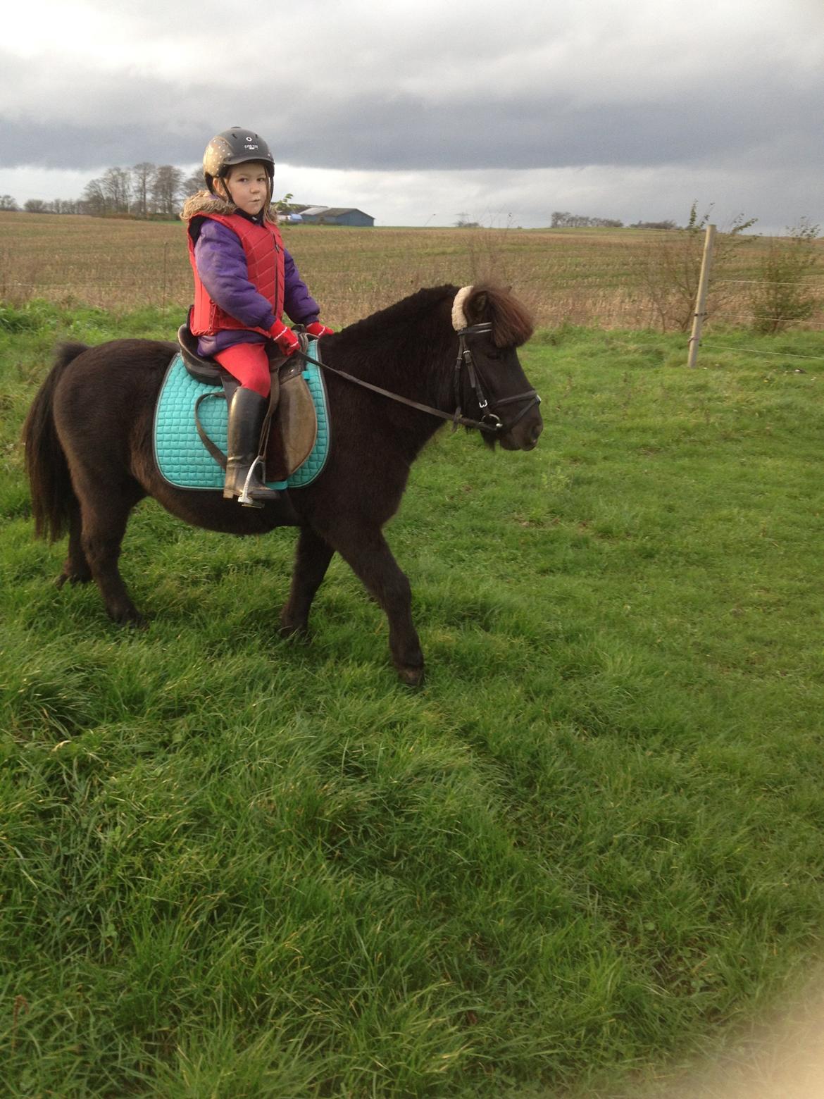 Anden særlig race Louie ( Herkules hos forige ejer ) billede 32