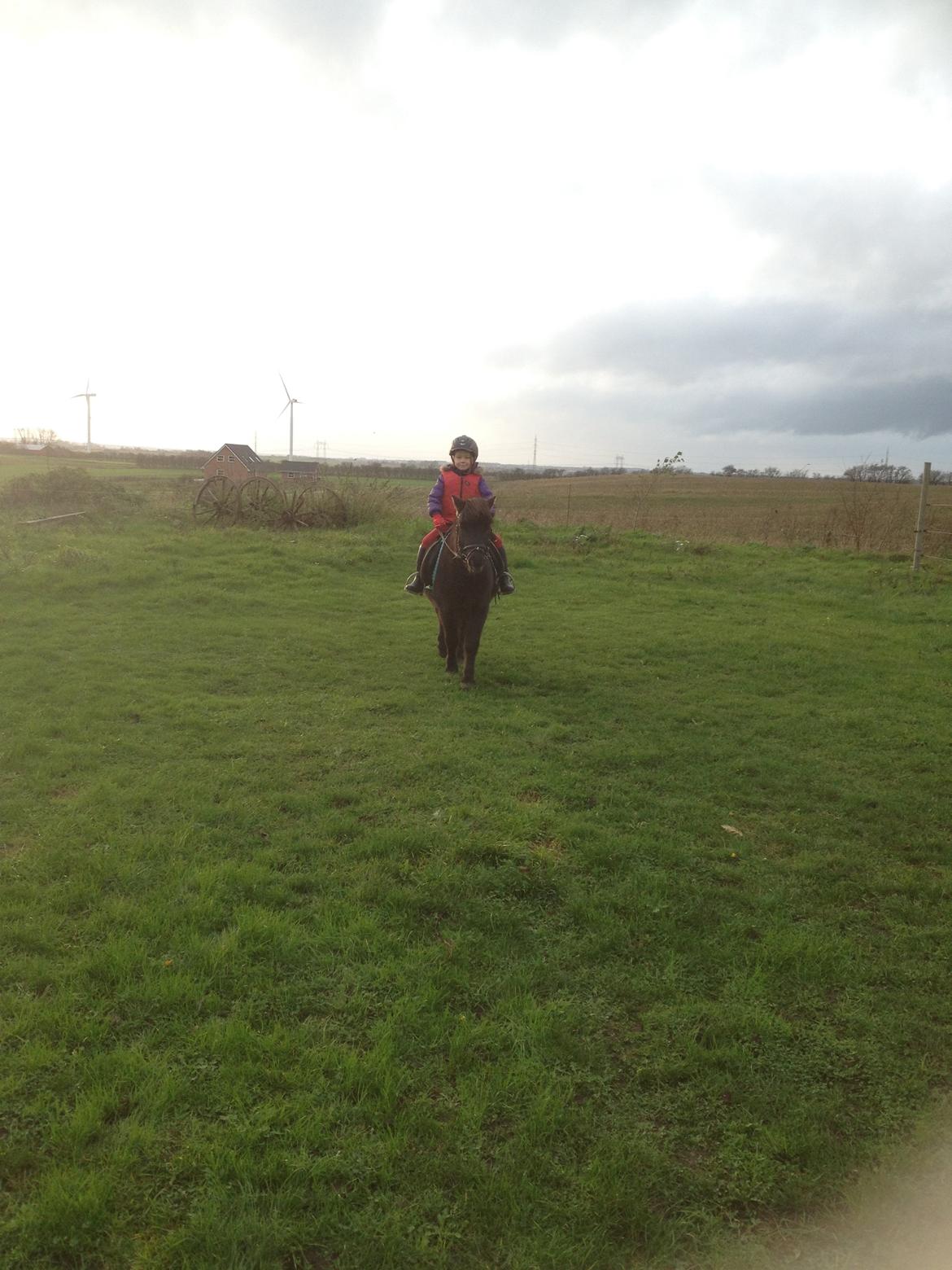 Anden særlig race Louie ( Herkules hos forige ejer ) billede 33