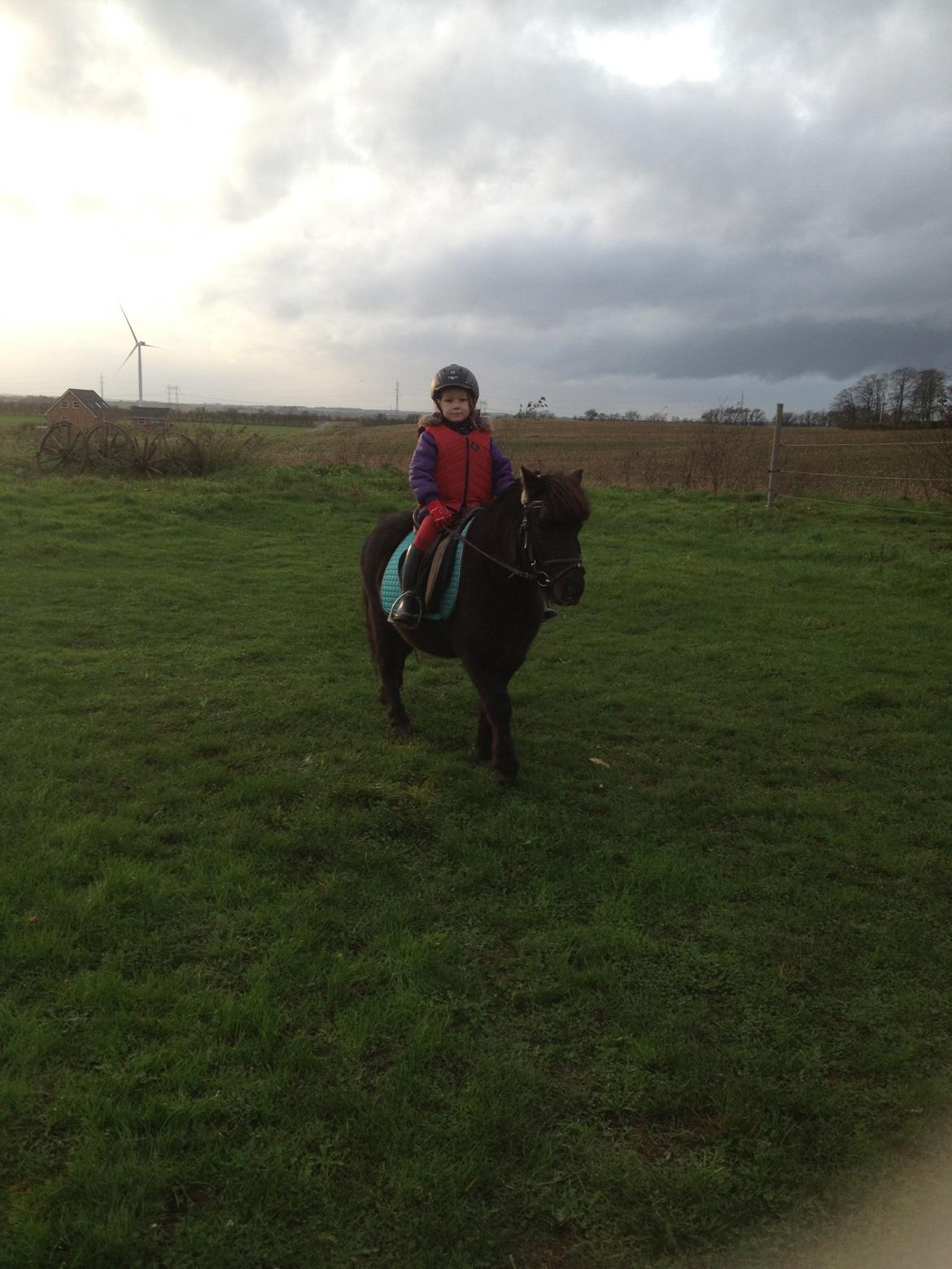 Anden særlig race Louie ( Herkules hos forige ejer ) billede 34