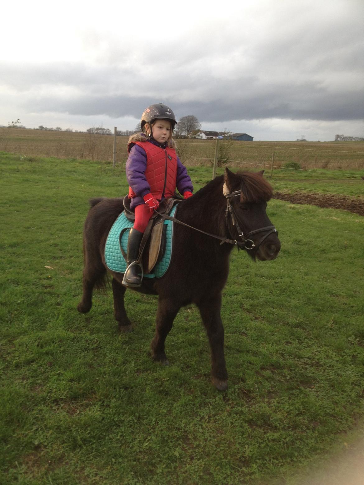 Anden særlig race Louie ( Herkules hos forige ejer ) billede 35