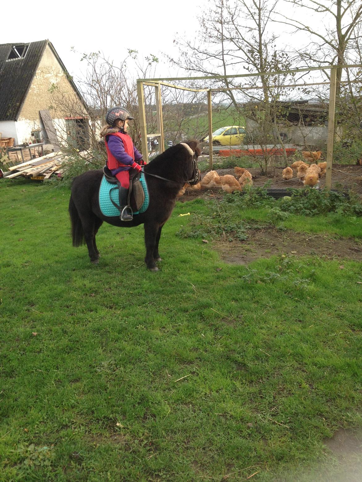 Anden særlig race Louie ( Herkules hos forige ejer ) - han synes de høns er lidt farlige  billede 36