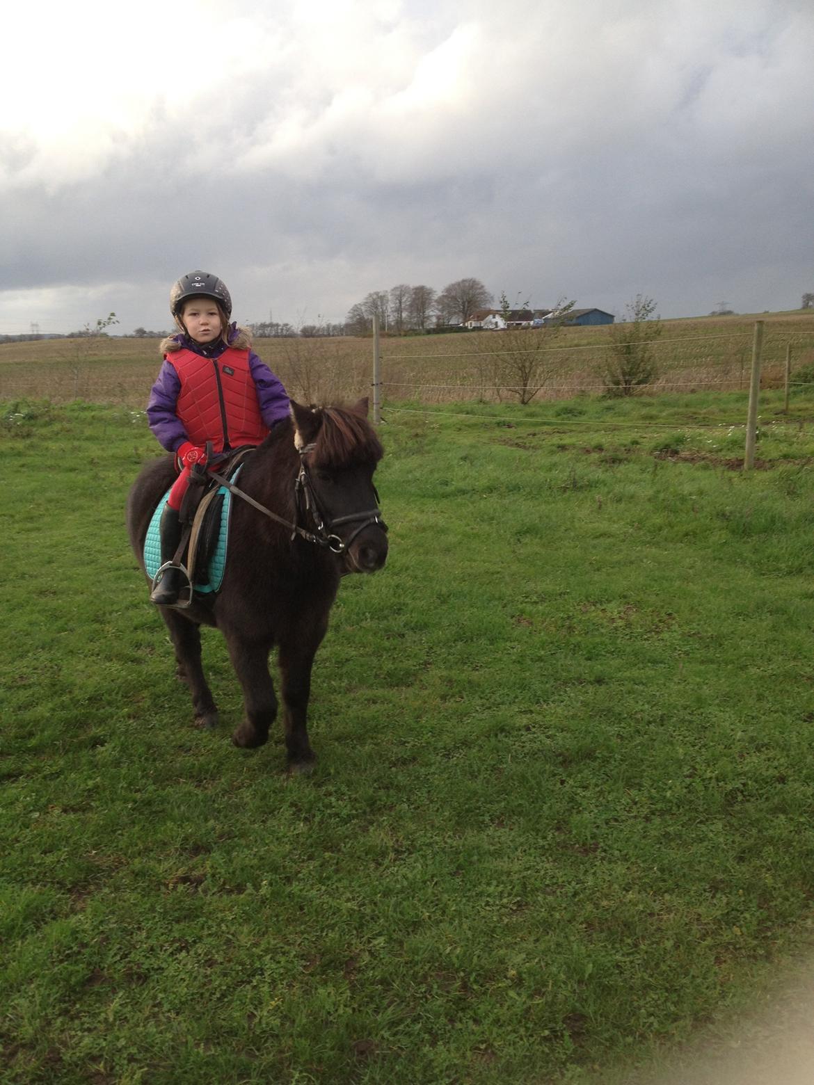 Anden særlig race Louie ( Herkules hos forige ejer ) billede 25