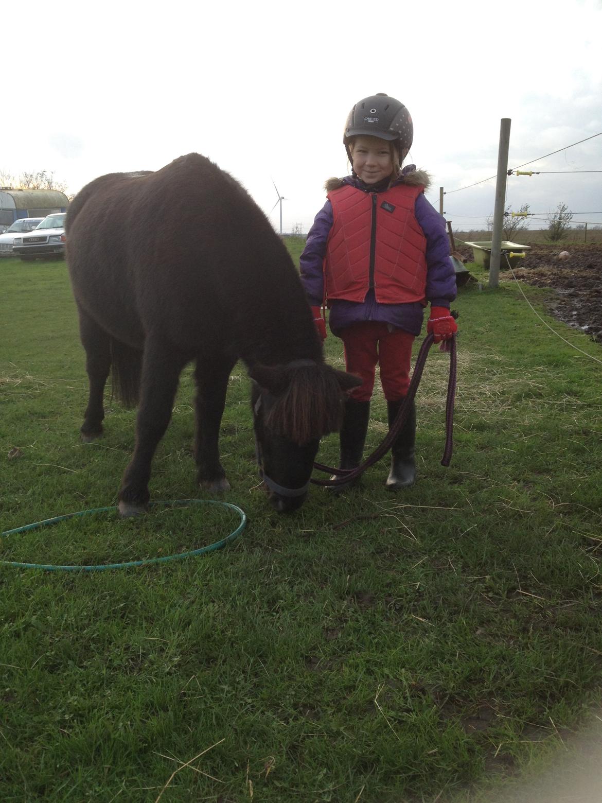 Anden særlig race Louie ( Herkules hos forige ejer ) billede 39