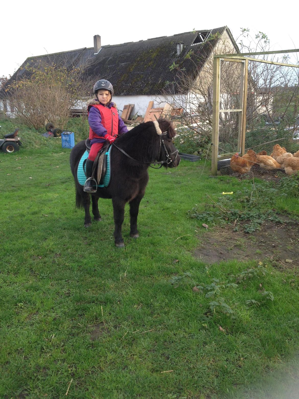 Anden særlig race Louie ( Herkules hos forige ejer ) billede 37