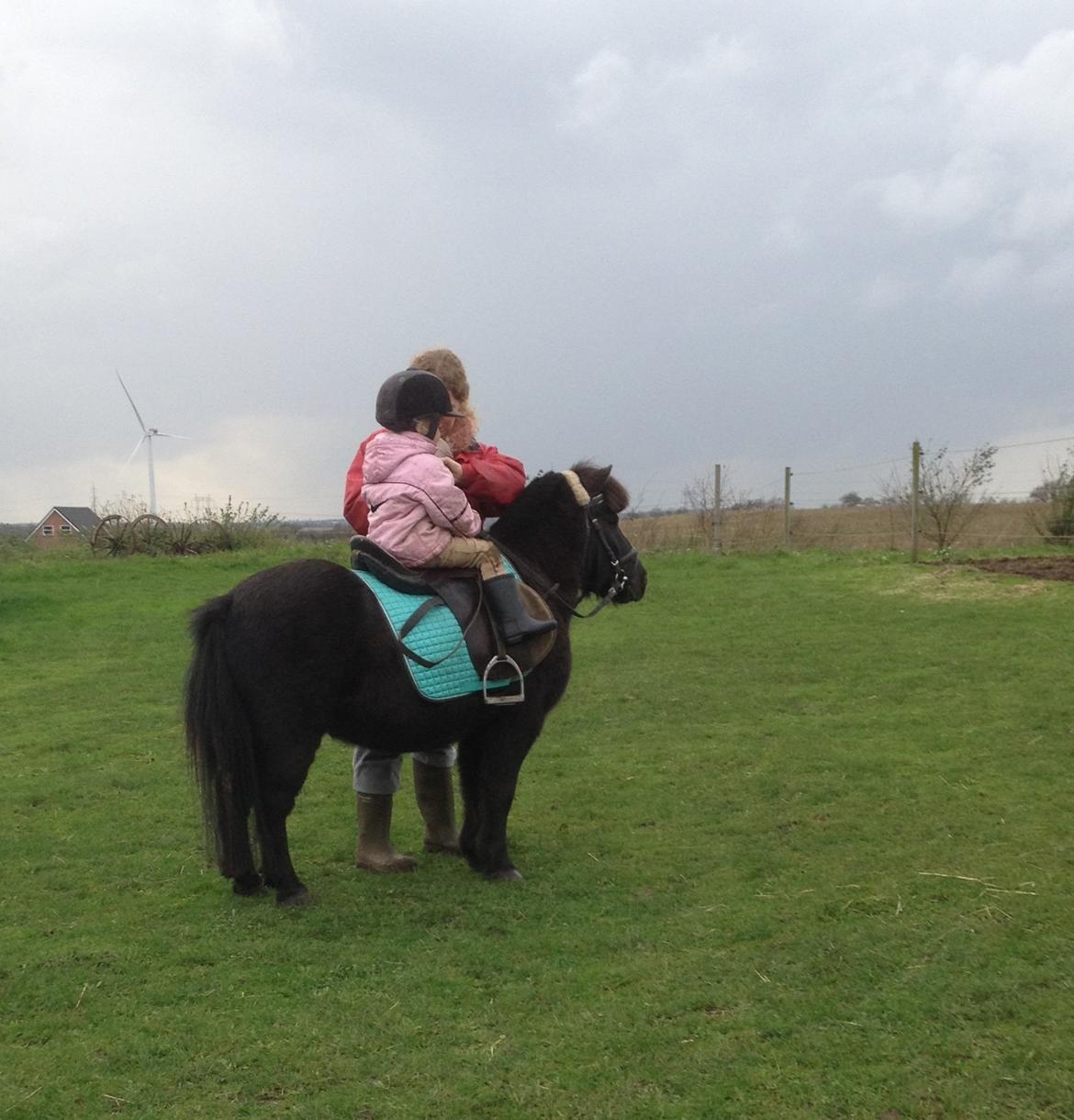 Anden særlig race Louie ( Herkules hos forige ejer ) billede 9
