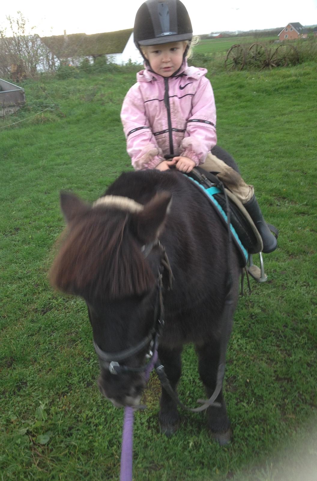 Anden særlig race Louie ( Herkules hos forige ejer ) billede 14