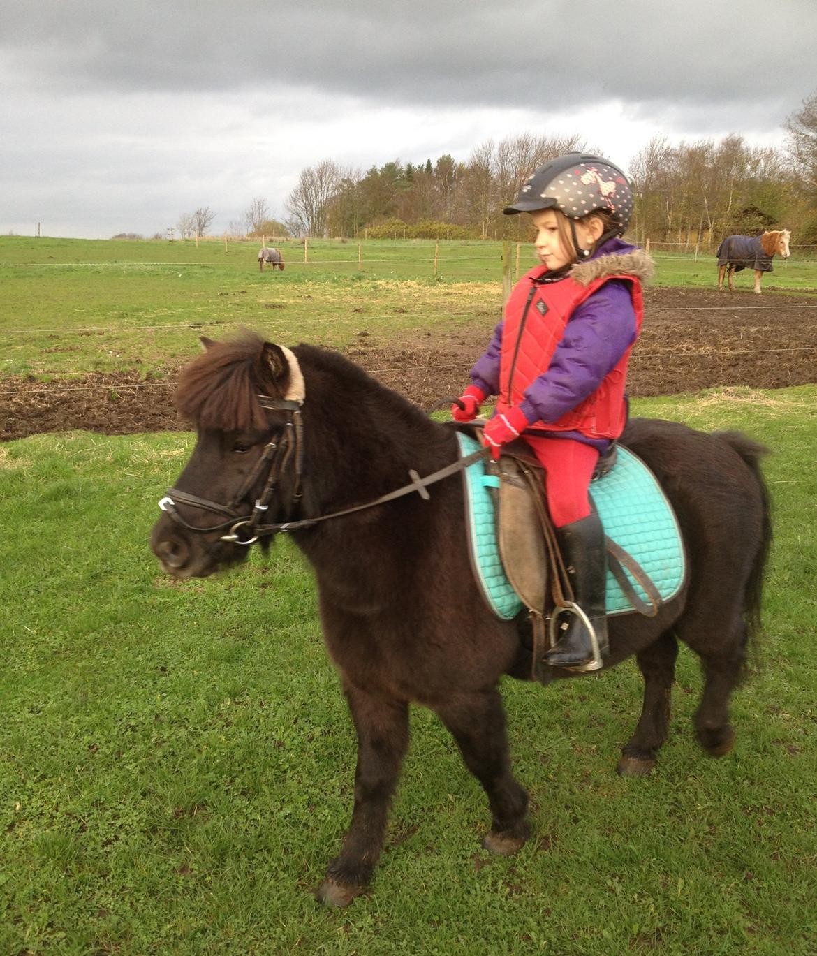 Anden særlig race Louie ( Herkules hos forige ejer ) billede 19