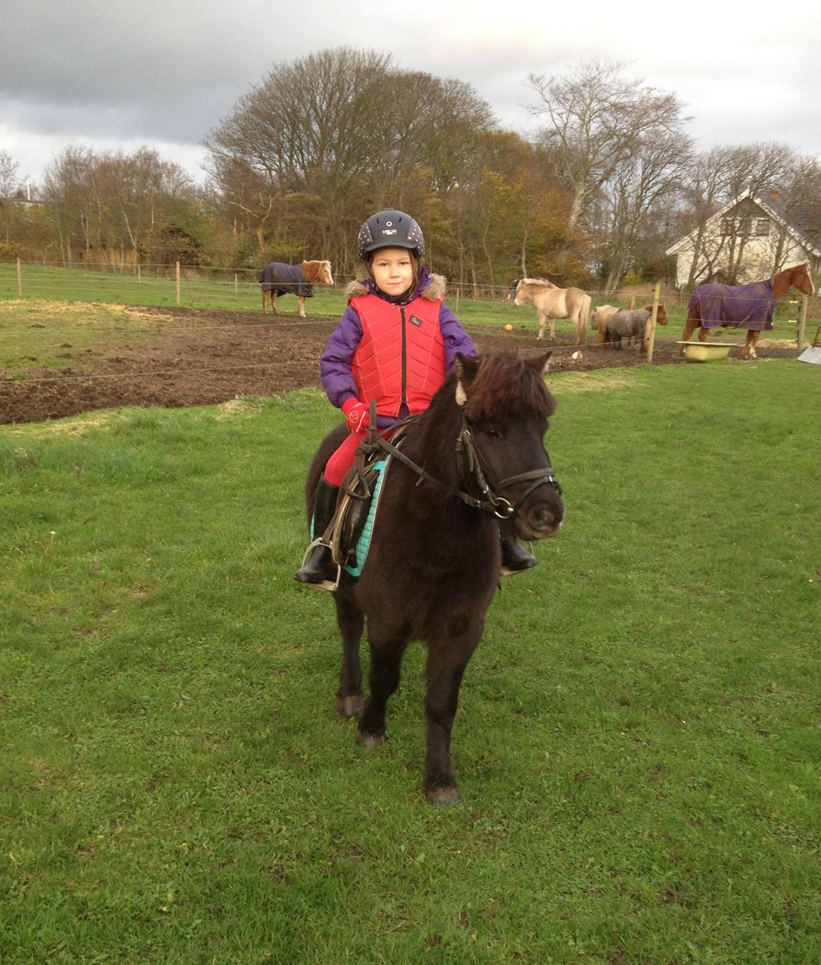 Anden særlig race Louie ( Herkules hos forige ejer ) billede 20
