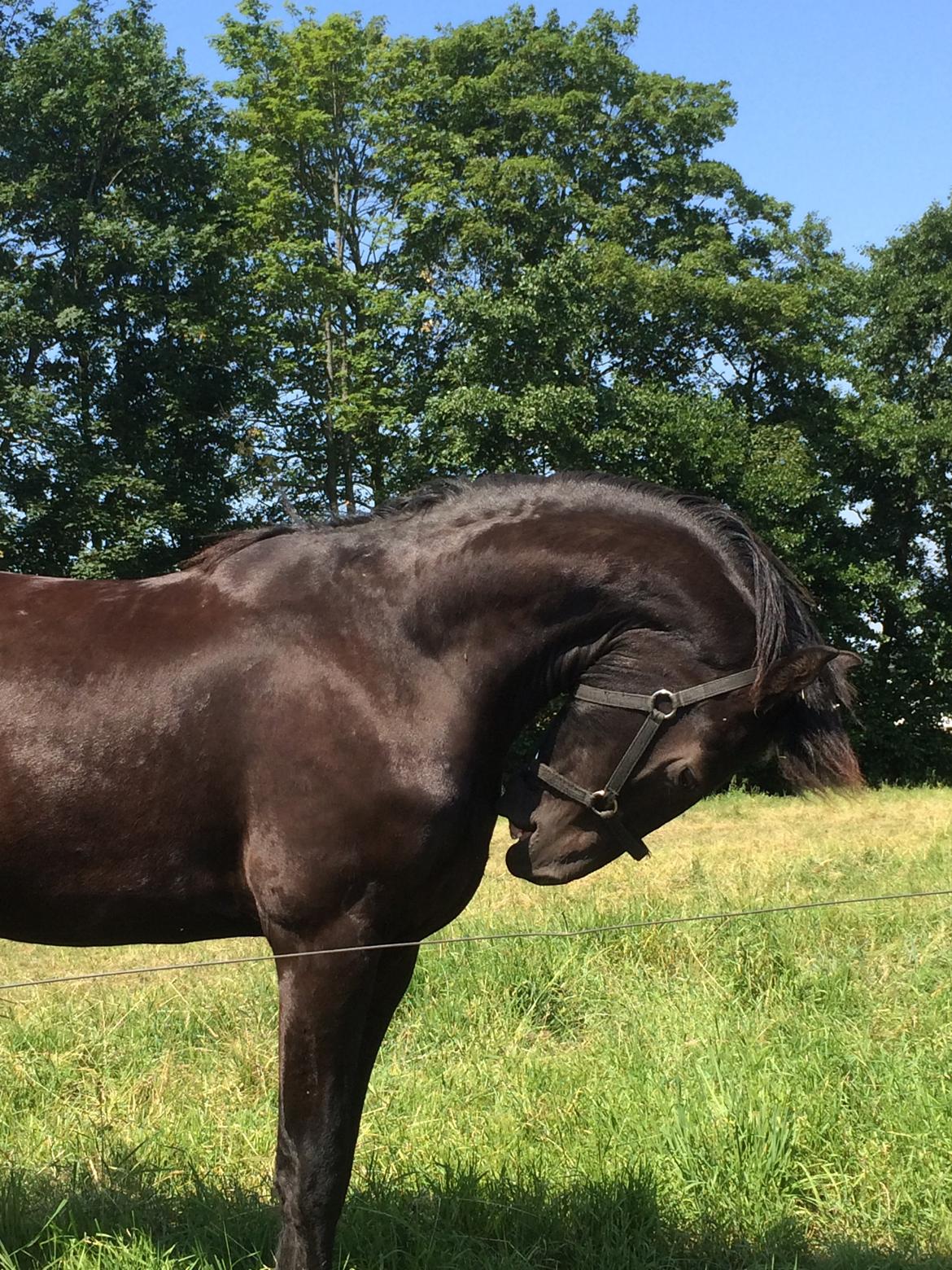 Frieser Klaas *Bæstet* - Han kan Rollkur uden udstyr :P billede 2