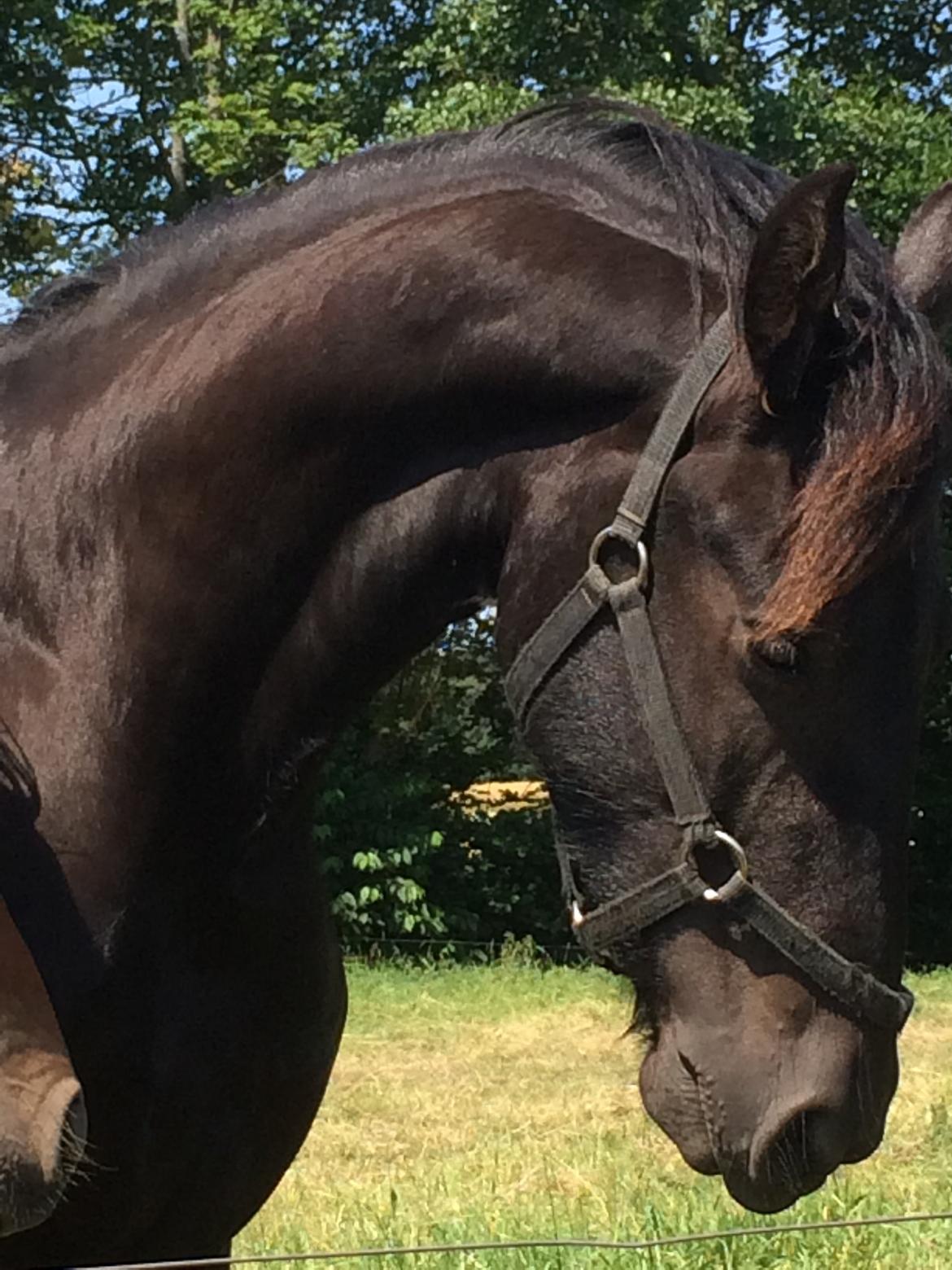 Frieser Klaas *Bæstet* - Han har nu en flot hals :) billede 3