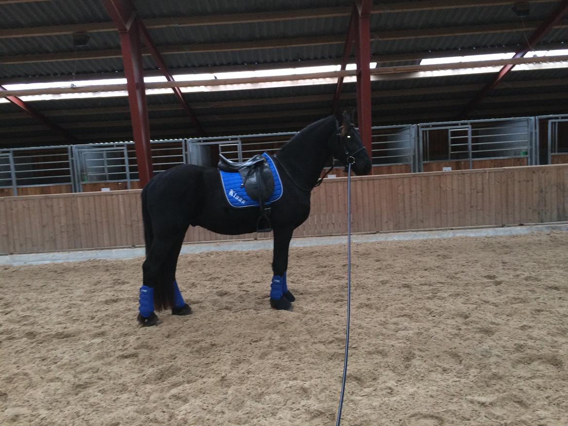 Frieser Klaas *Bæstet* - Igen første gang i hal :) billede 10