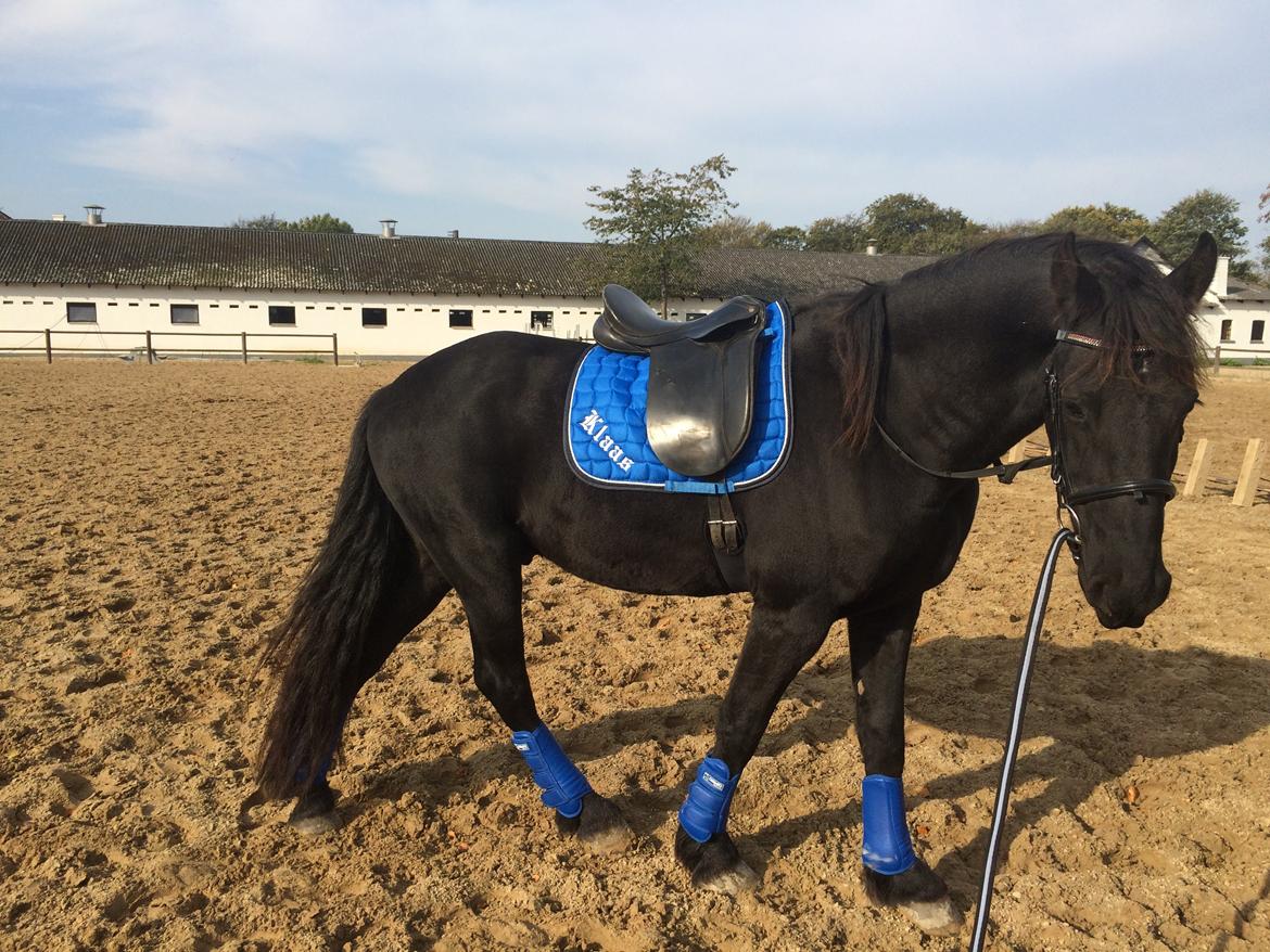 Frieser Klaas *Bæstet* - Første gang med udstyr :) billede 8