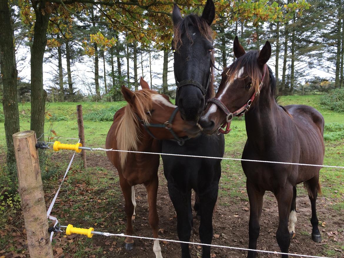 Frieser Klaas *Bæstet* - Castello og Zelando har savnet ham :P billede 11