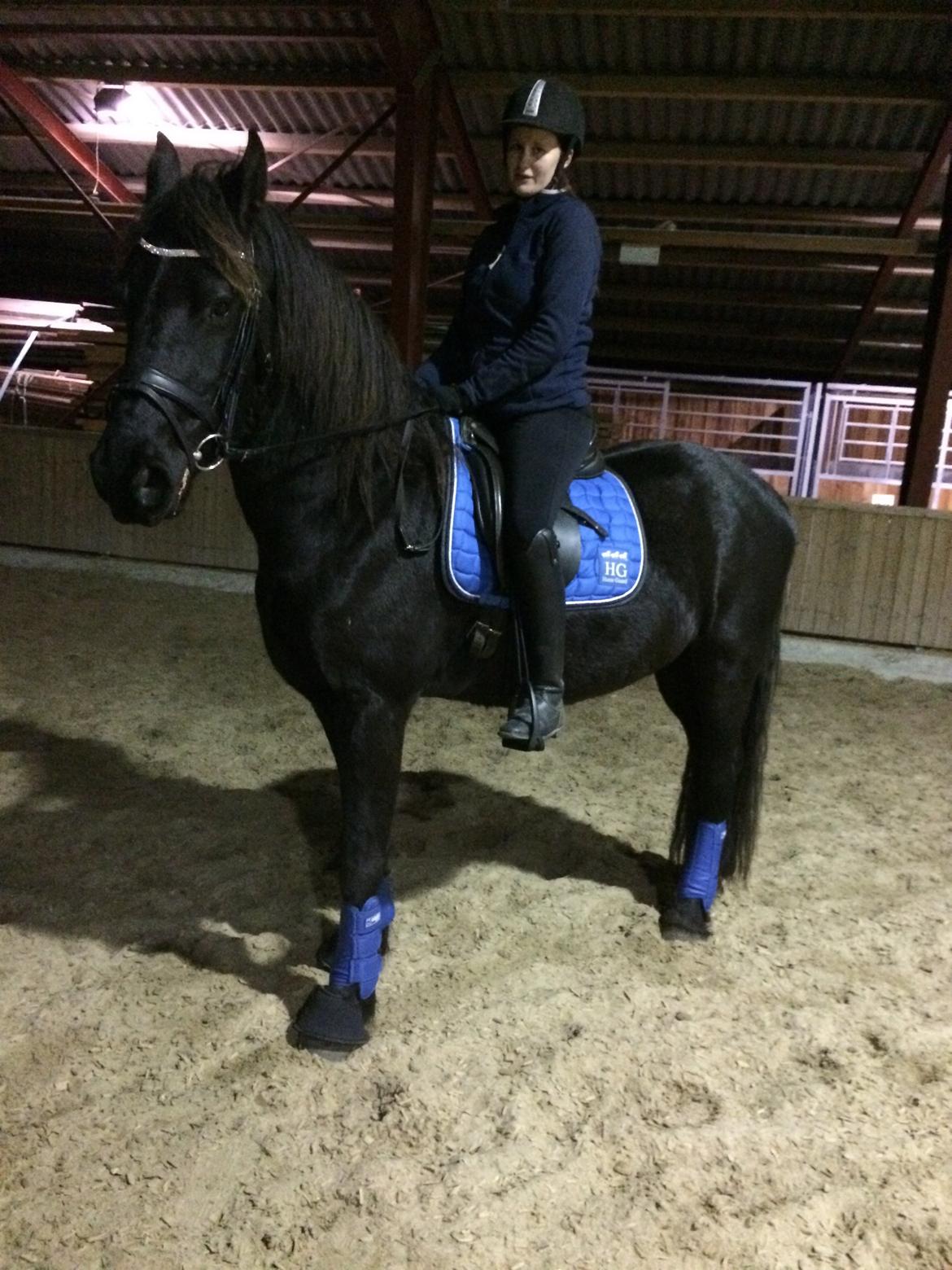 Frieser Klaas *Bæstet* - 4 gang med rytter <3 Smukke krikke <3 billede 18