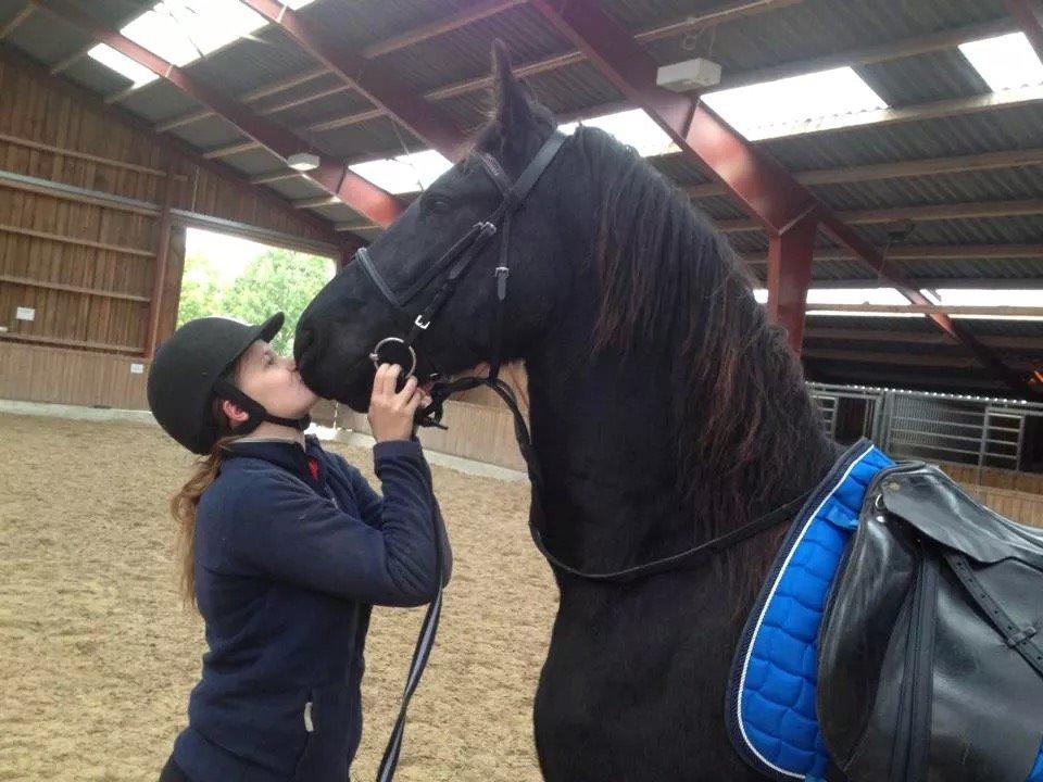 Frieser Klaas *Bæstet* - Efter træning hvor jeg sad på ham første gang <3 billede 16