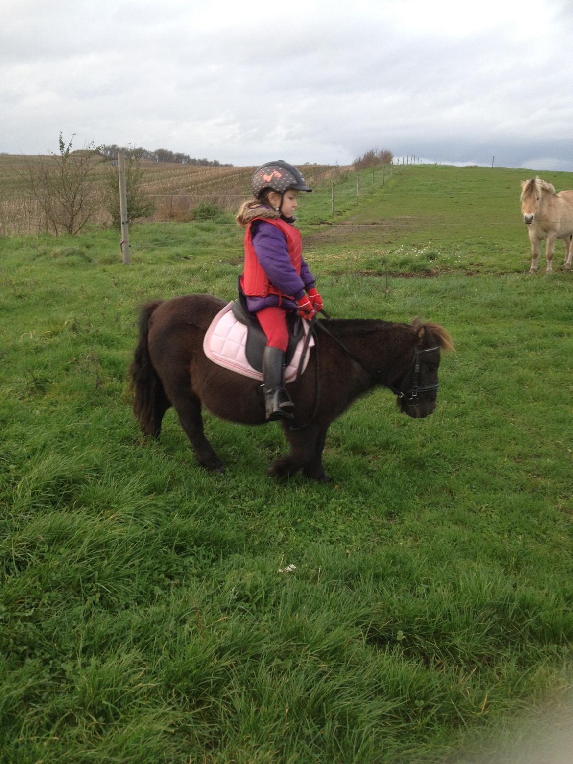 Miniature Elmely's Cille billede 4