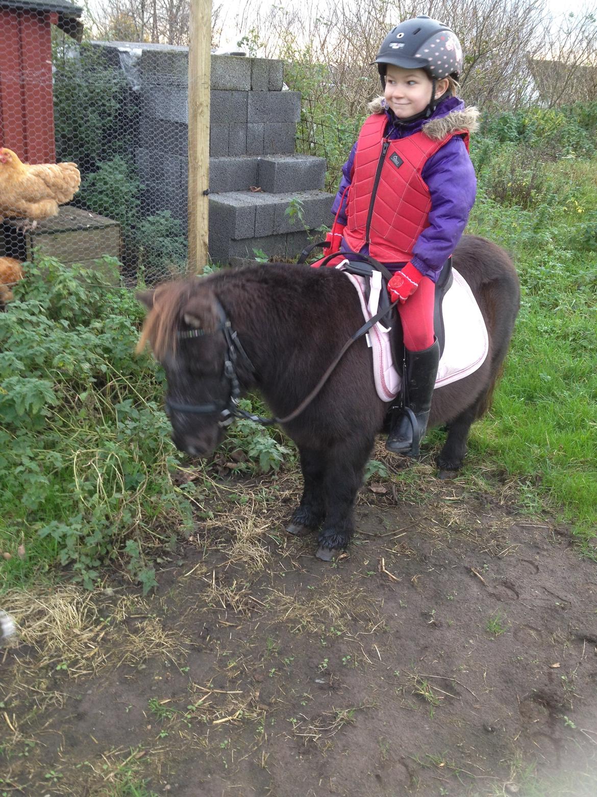 Miniature Elmely's Cille - hvad mon hun siger til høns ??? ingen ting  billede 7