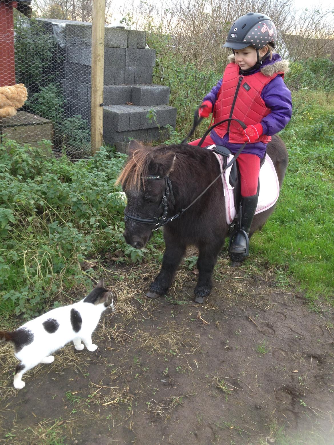 Miniature Elmely's Cille - hej kat  billede 8