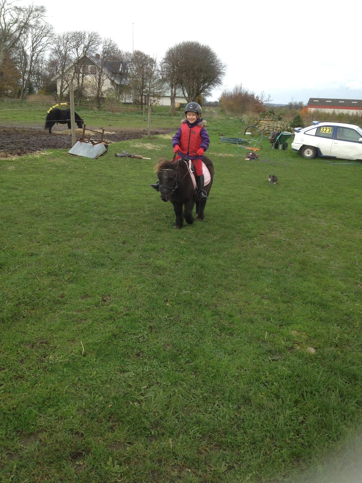 Miniature Elmely's Cille billede 12