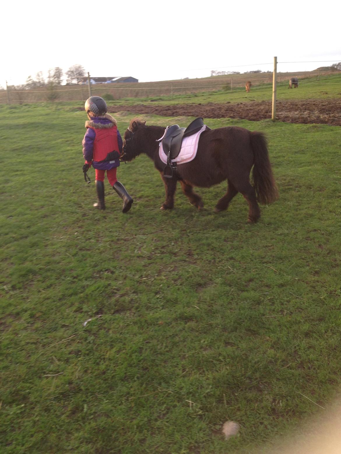 Miniature Elmely's Cille billede 17