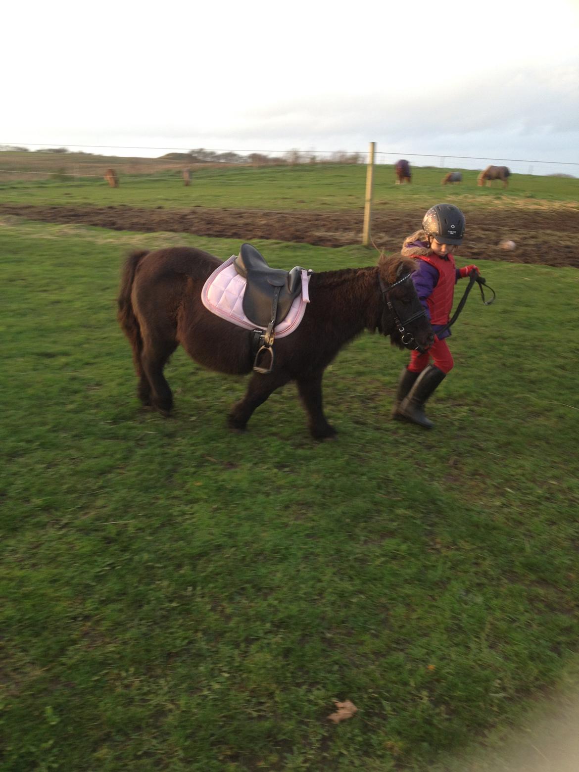 Miniature Elmely's Cille billede 19