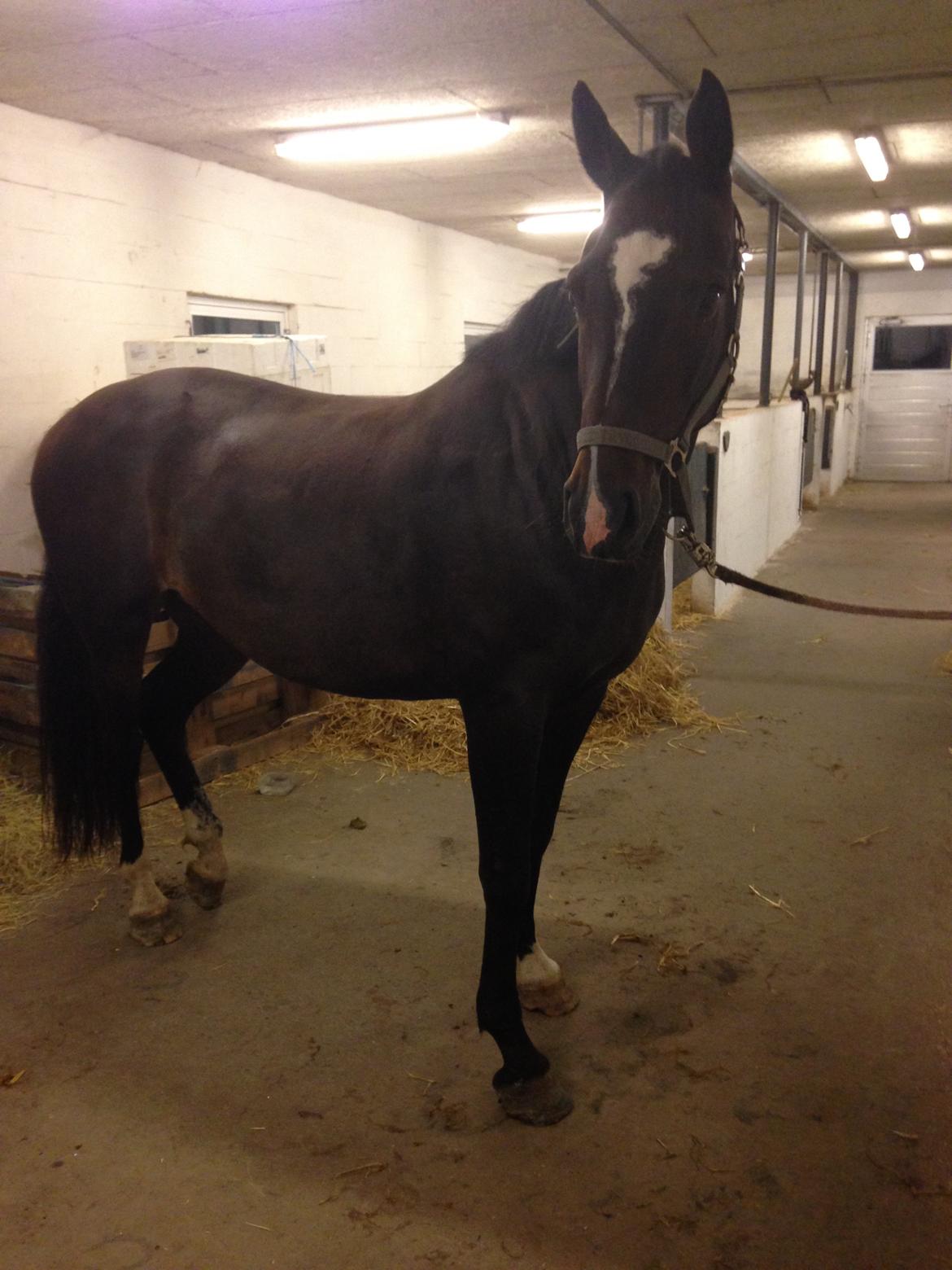 Dansk Varmblod Akilina L - Aki <3 billede 7