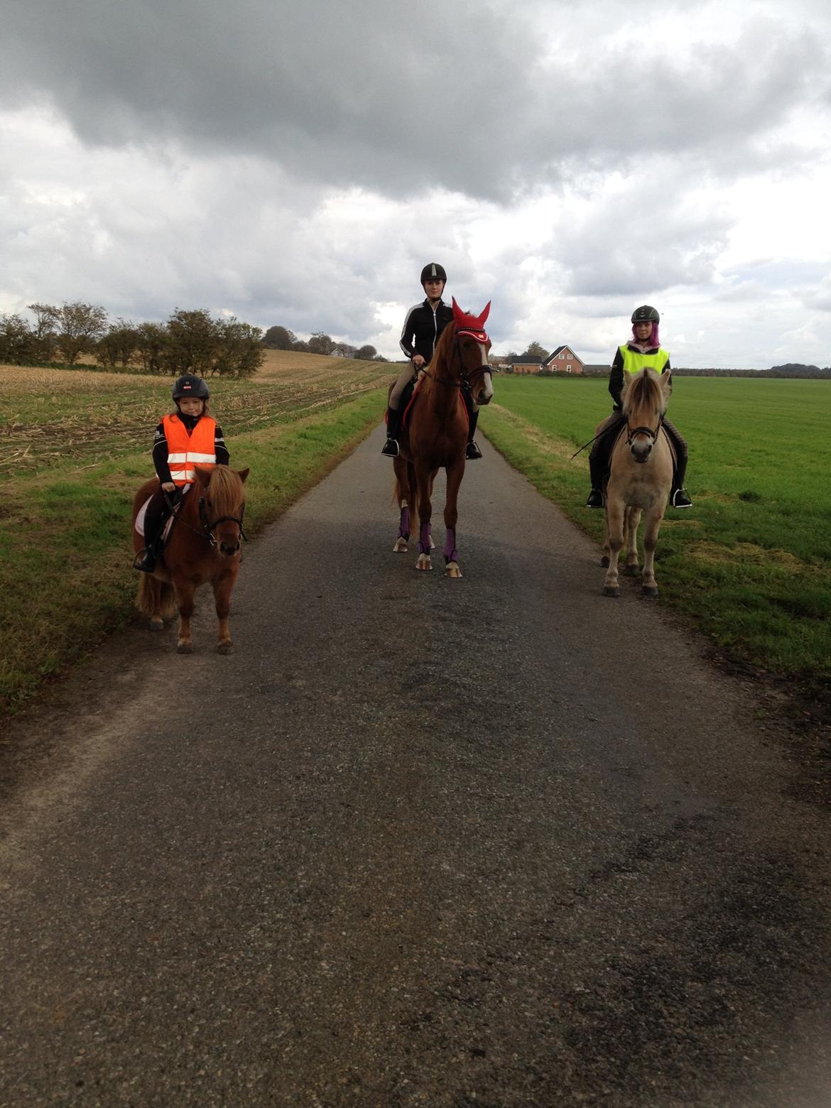 Shetlænder Klæstrups Amanda billede 30