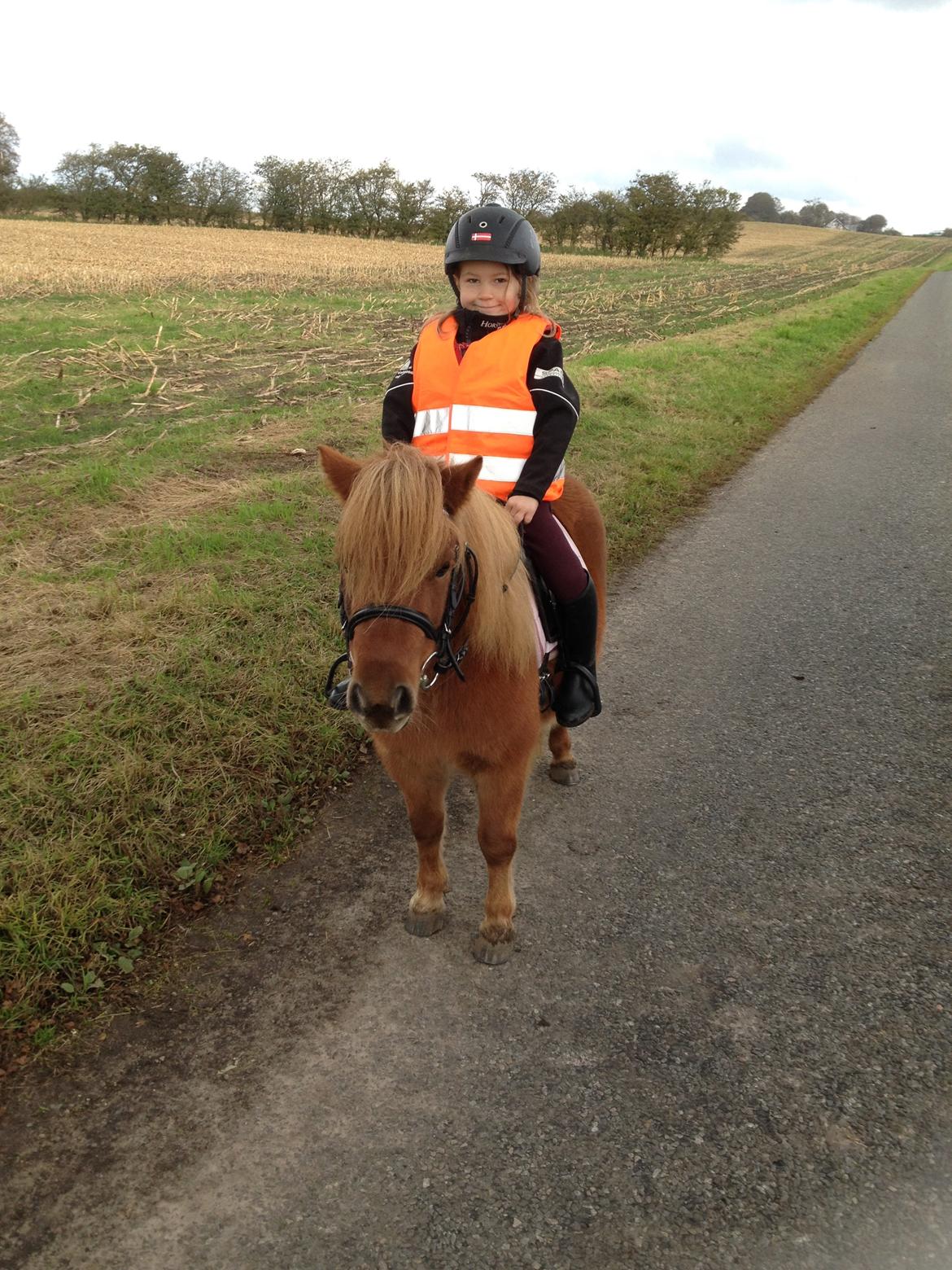 Shetlænder Klæstrups Amanda billede 31