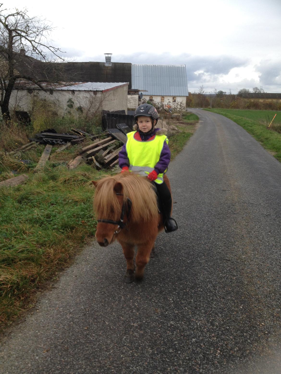 Shetlænder Klæstrups Amanda billede 28