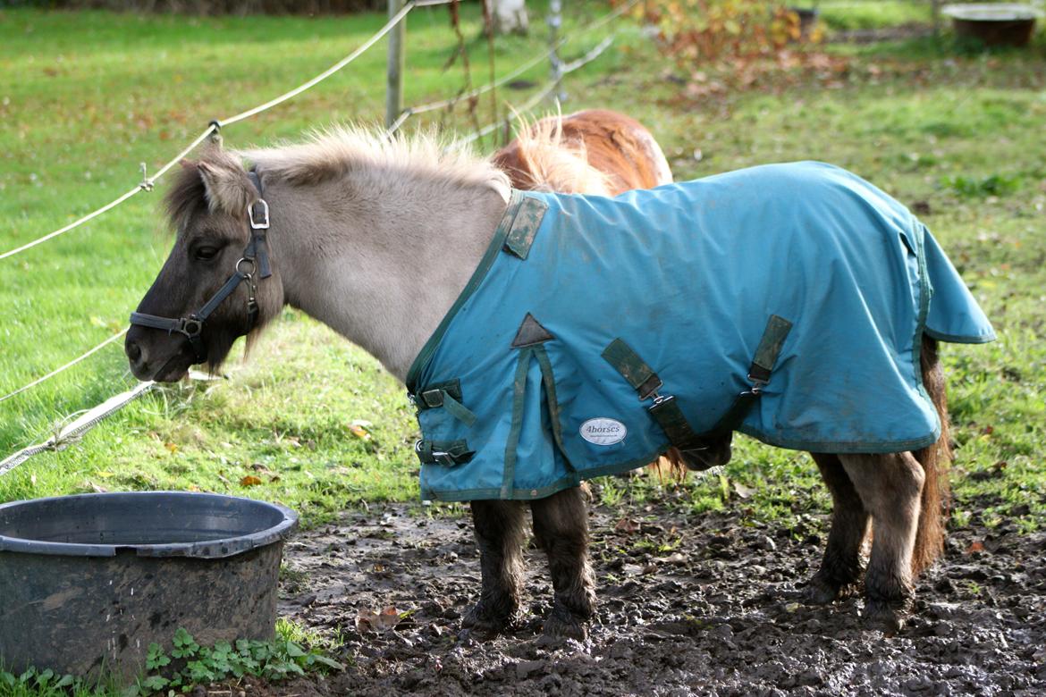 Shetlænder Comaros Combo Breaker billede 24