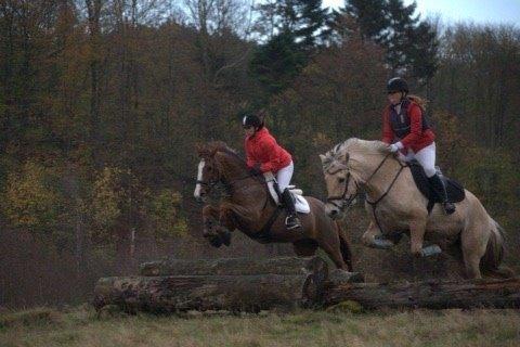 Fjordhest Carlos Sax billede 30