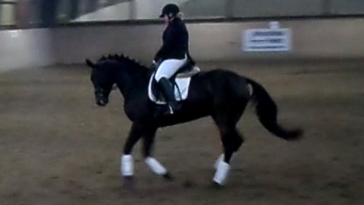 Anden særlig race Maestro billede 12