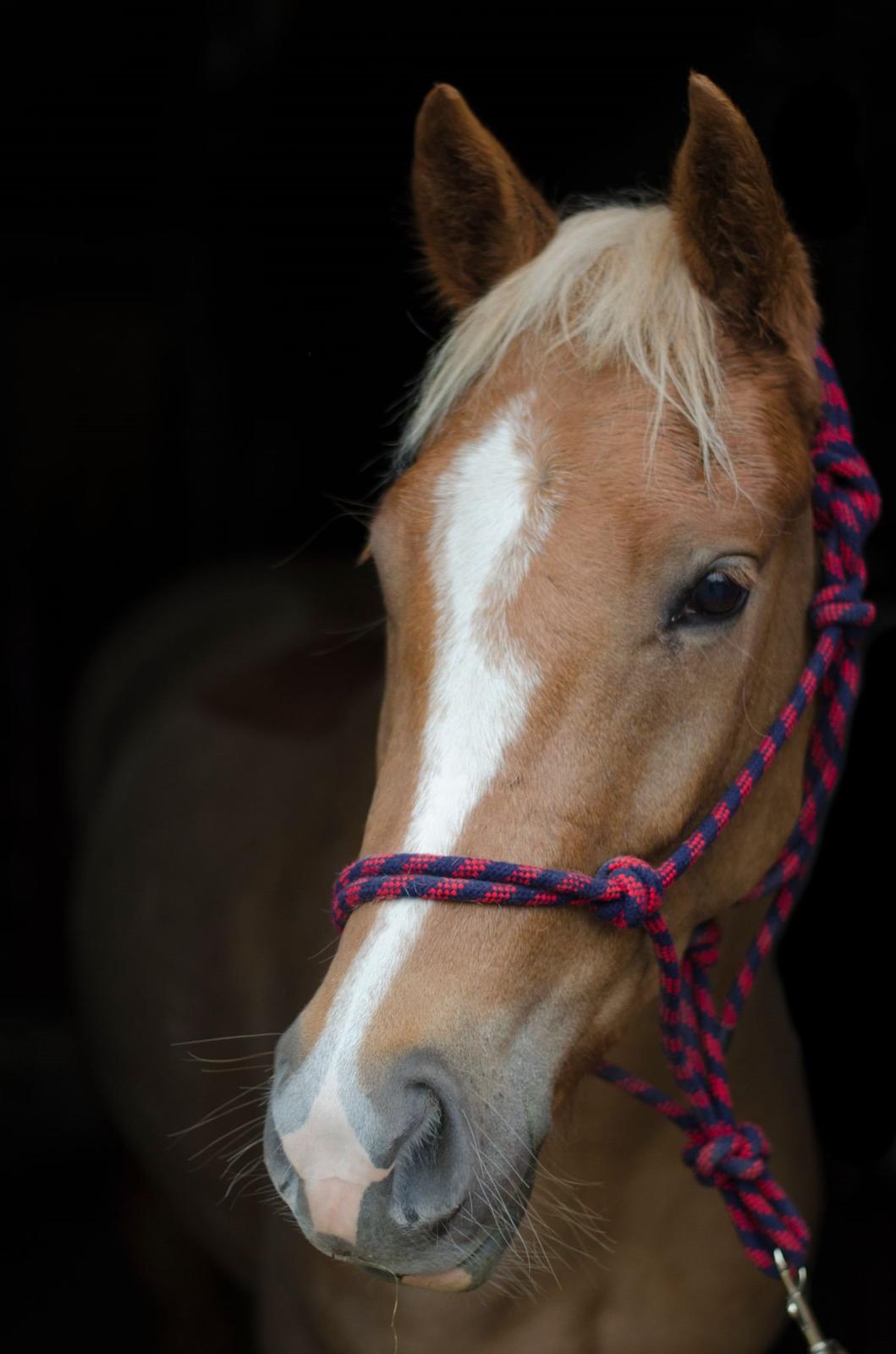 New Forest Søndermarkens Rolf (Rolle) billede 1