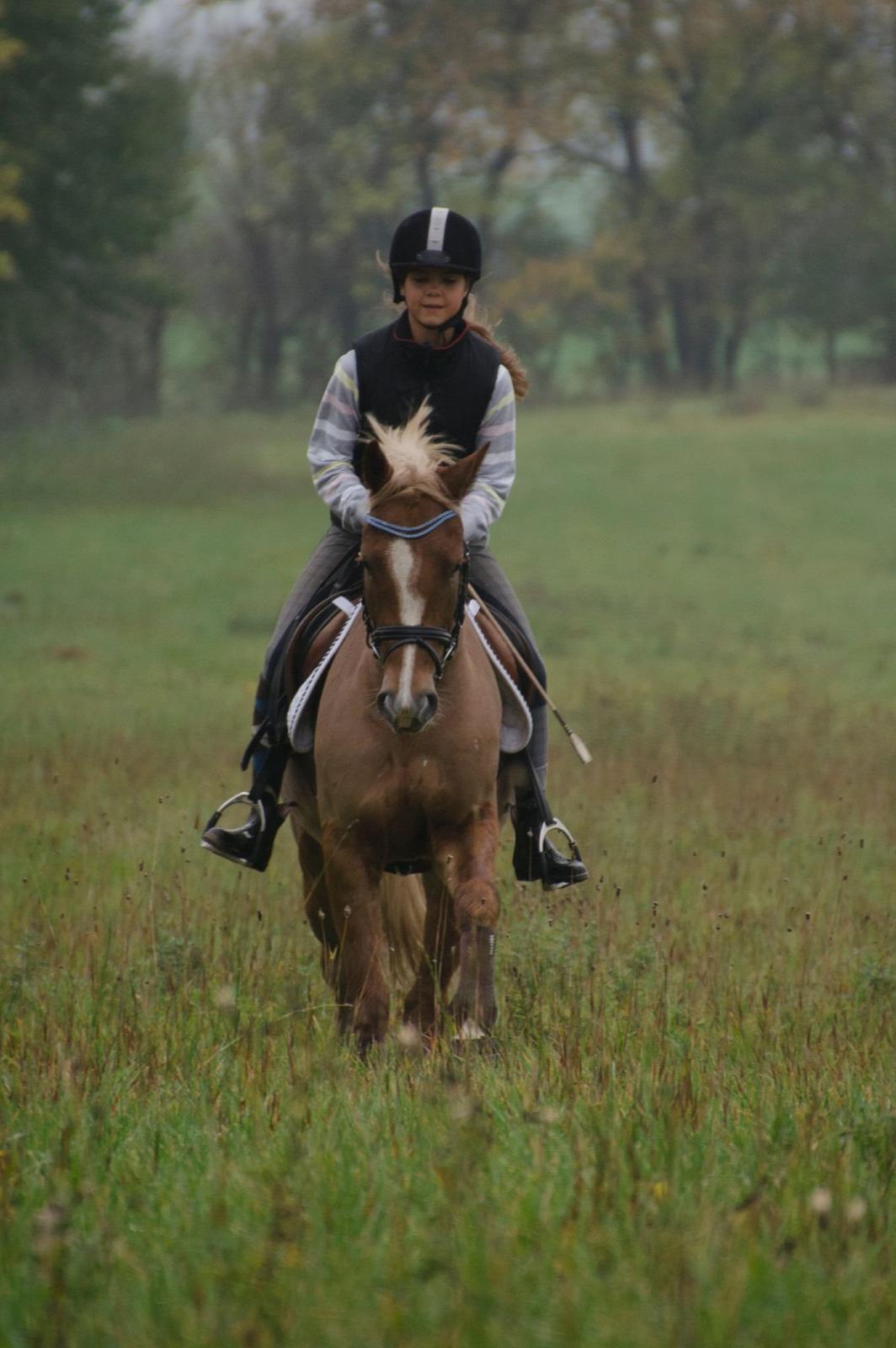 New Forest Søndermarkens Rolf (Rolle) billede 2