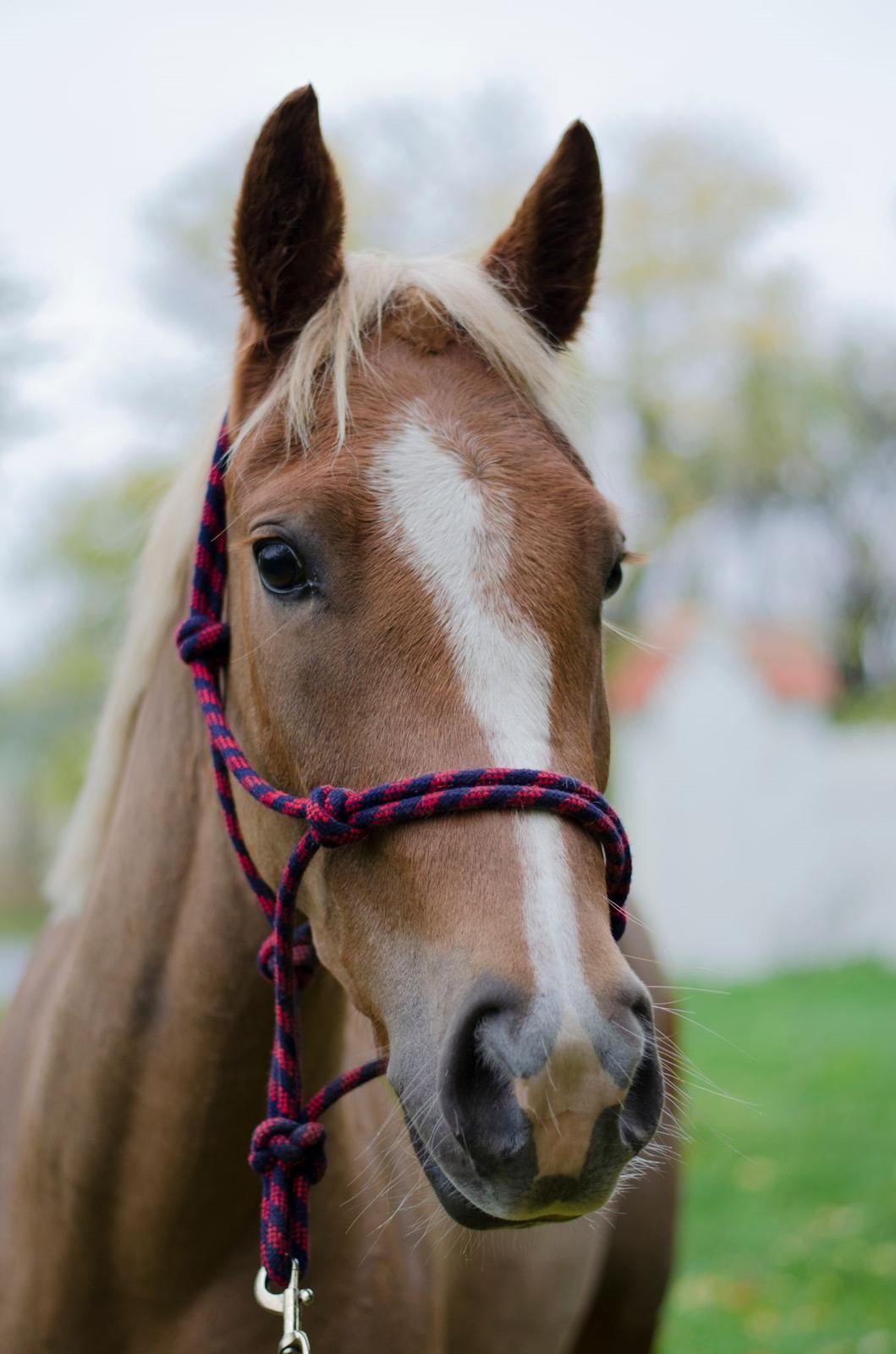 New Forest Søndermarkens Rolf (Rolle) billede 4