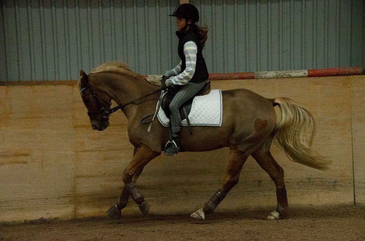 New Forest Søndermarkens Rolf (Rolle) billede 7