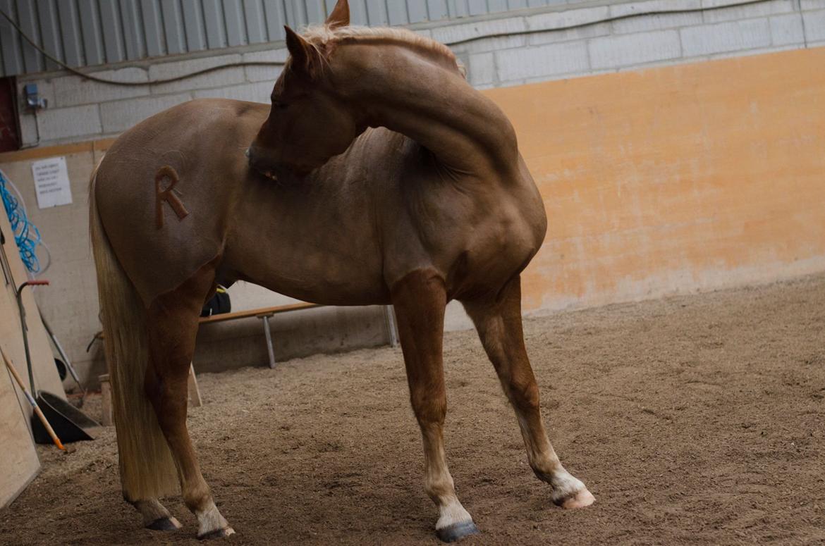 New Forest Søndermarkens Rolf (Rolle) billede 8