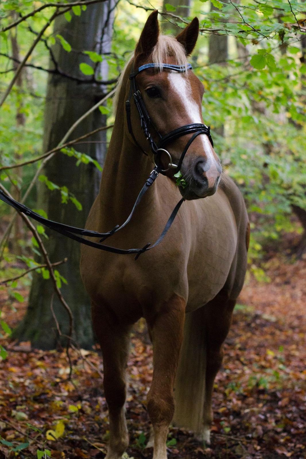 New Forest Søndermarkens Rolf (Rolle) billede 9