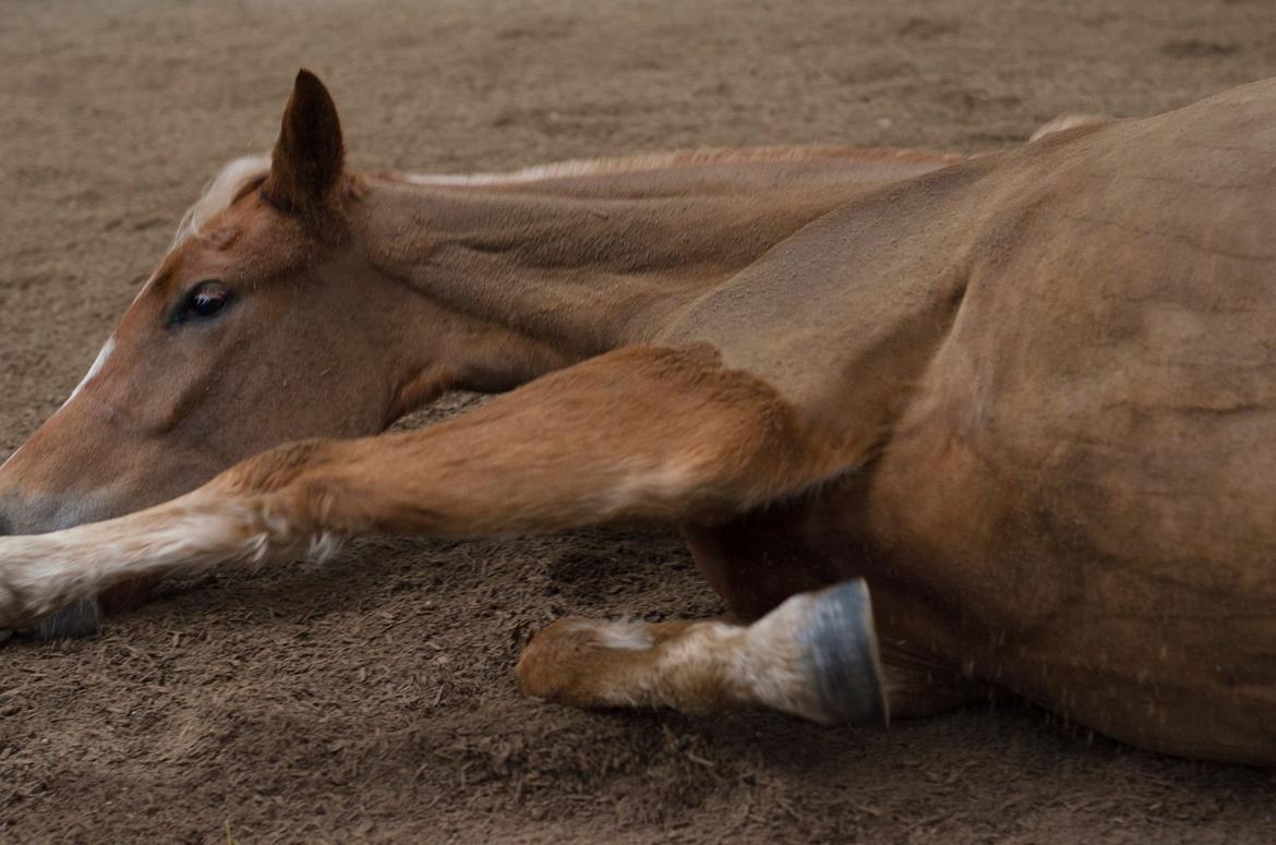 New Forest Søndermarkens Rolf (Rolle) billede 10