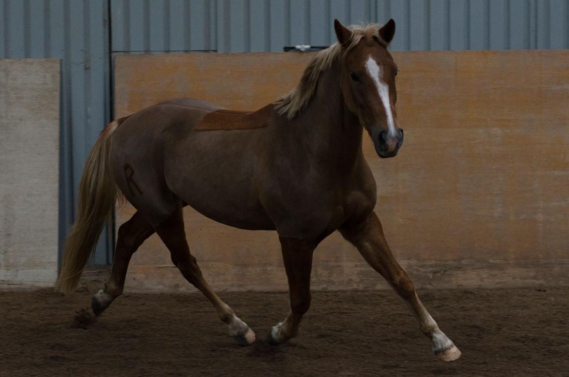 New Forest Søndermarkens Rolf (Rolle) billede 11