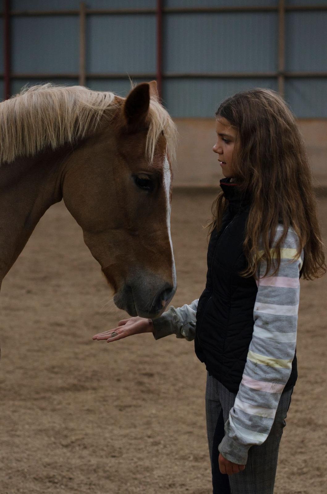 New Forest Søndermarkens Rolf (Rolle) billede 12