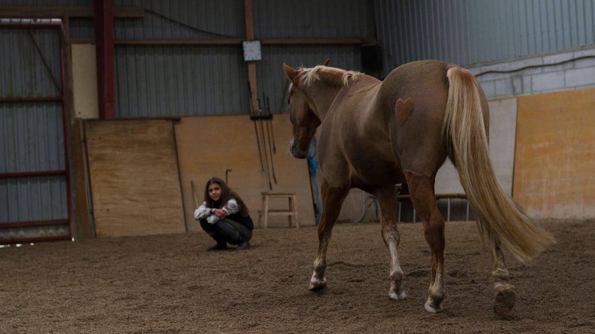 New Forest Søndermarkens Rolf (Rolle) billede 13