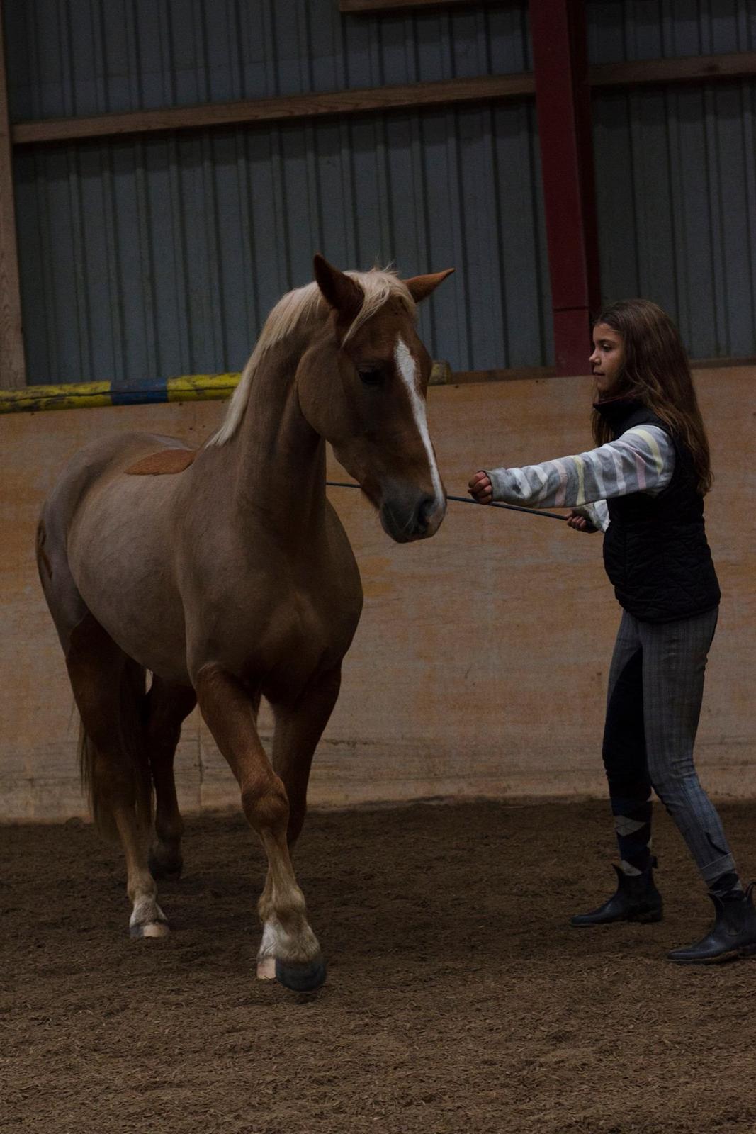 New Forest Søndermarkens Rolf (Rolle) billede 14