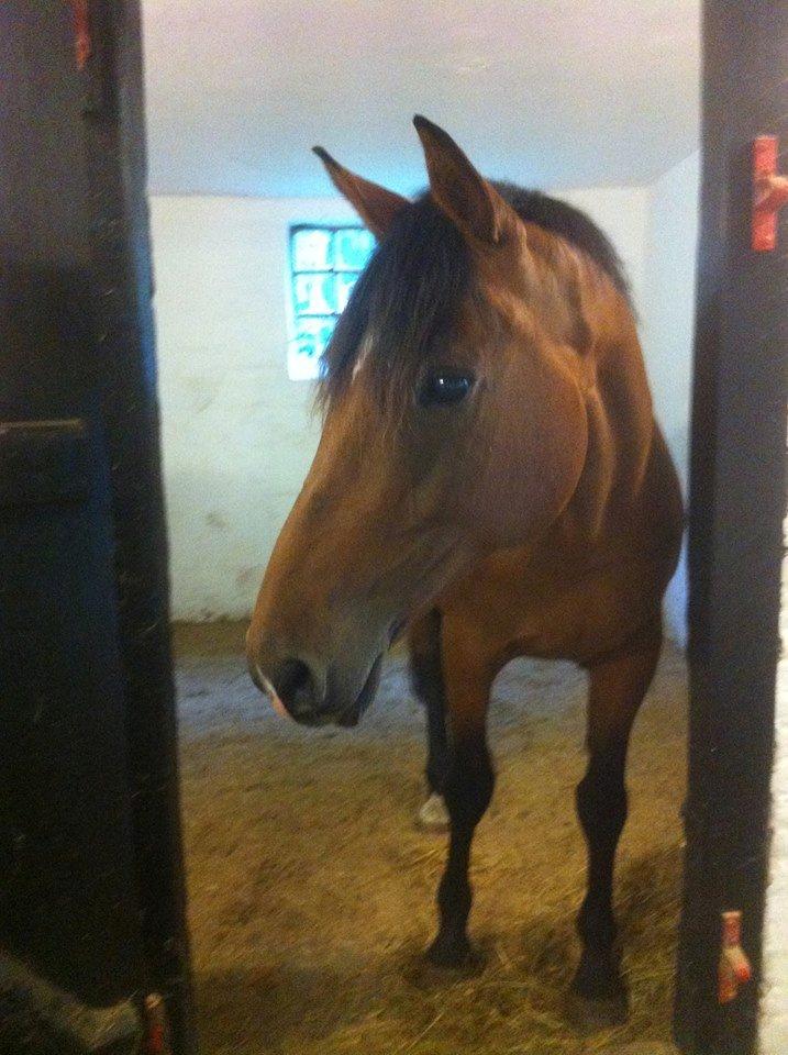 Dansk Varmblod Sascha - velkommen til Sascha profil.  billede 1