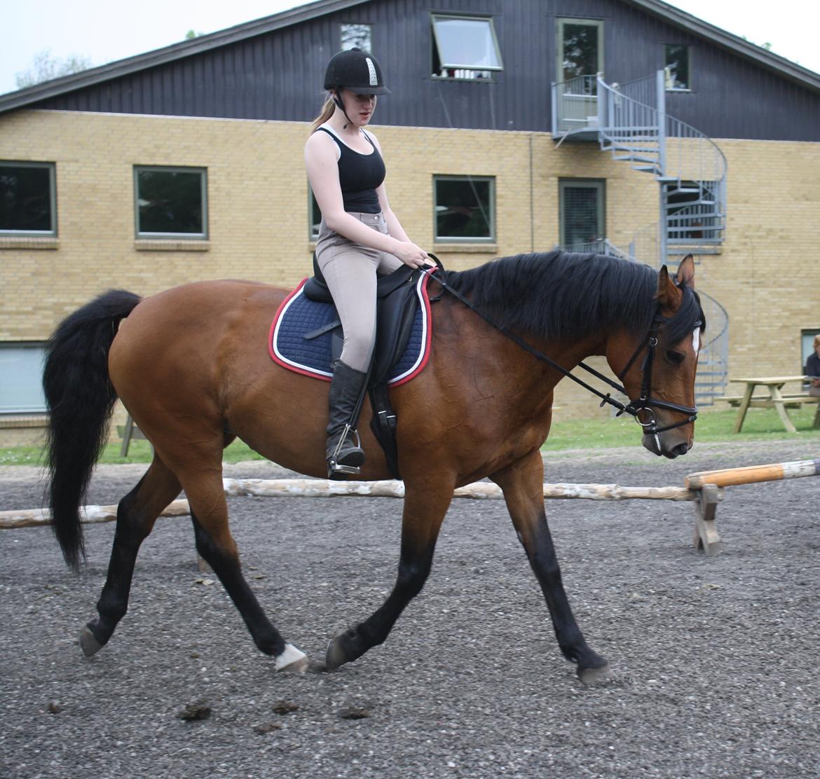 Dansk Varmblod Sascha billede 2