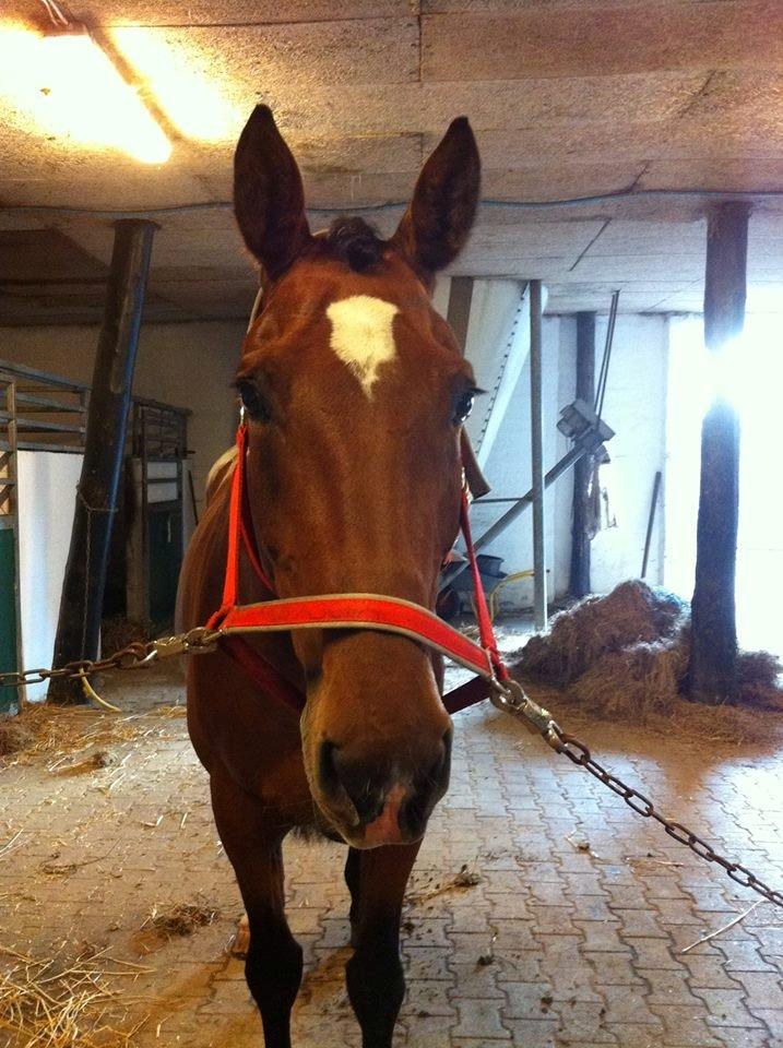 Dansk Varmblod Sascha billede 5