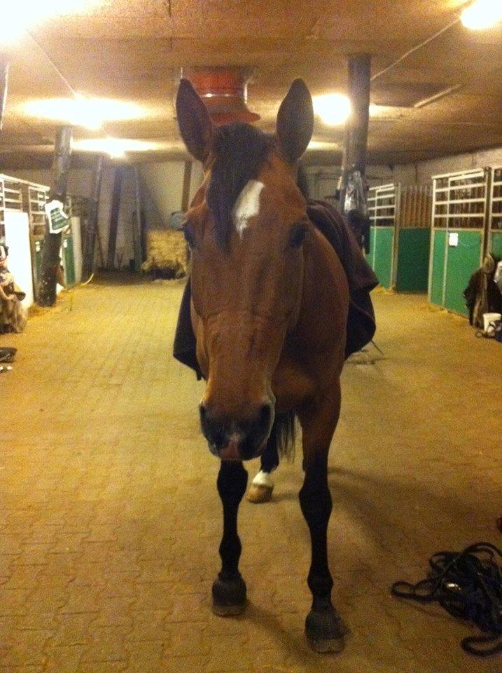 Dansk Varmblod Sascha billede 12