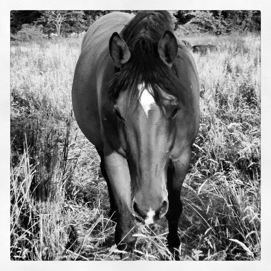 Dansk Varmblod Sascha billede 4