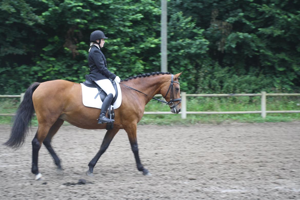 Dansk Varmblod Sascha - vores første stævne.  billede 7